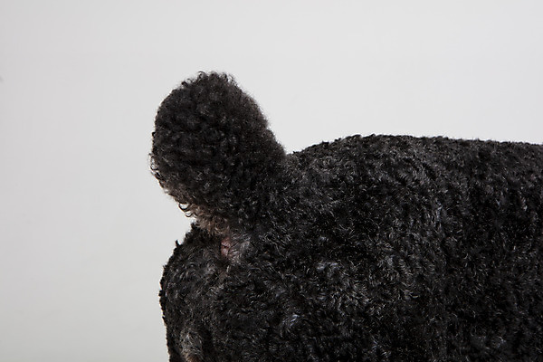 포토 JPG 스튜디오촬영 동물 한마리 반려견 실내 근접촬영 사람없음 옆모습 반려동물 귀여움 개 강아지 흰배경 꼬리 반려 스탠다드푸들 국내포토 1 뷰포인트 백그라운드 컨셉 포유류 내부 흰색 푸들 파일형식