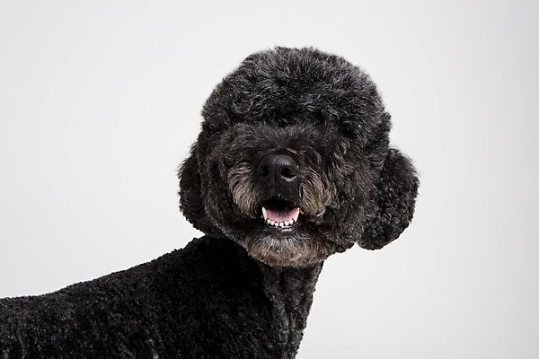 포토 JPG 스튜디오촬영 동물 한마리 응시 반려견 실내 근접촬영 사람없음 옆모습 반려동물 귀여움 개 강아지 흰배경 반려 스탠다드푸들 국내포토 1 시선 뷰포인트 백그라운드 컨셉 포유류 내부 흰색 푸들 파일형식