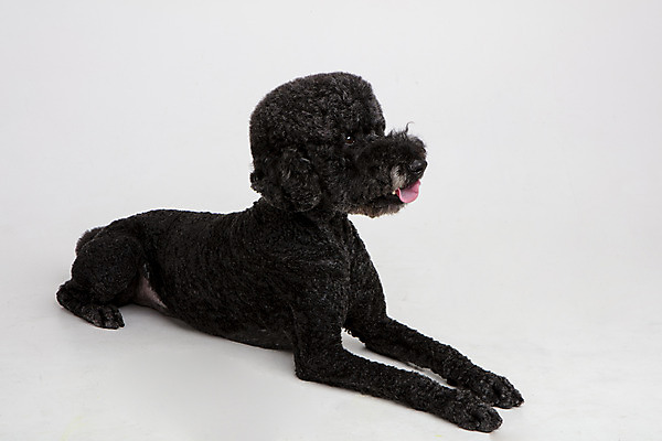 포토 JPG 스튜디오촬영 동물 한마리 응시 반려견 엎드리기 실내 사람없음 옆모습 반려동물 귀여움 개 강아지 흰배경 반려 스탠다드푸들 국내포토 1 시선 뷰포인트 백그라운드 컨셉 포유류 모션 내부 흰색 푸들 파일형식