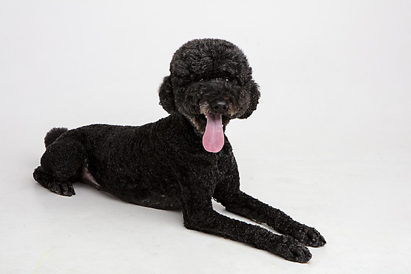 포토 JPG 스튜디오촬영 동물 한마리 응시 반려견 엎드리기 실내 사람없음 옆모습 반려동물 귀여움 개 강아지 흰배경 반려 스탠다드푸들 국내포토 1 시선 뷰포인트 백그라운드 컨셉 포유류 모션 내부 흰색 푸들 파일형식