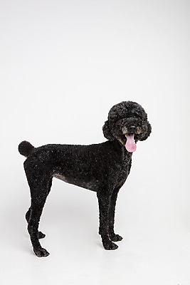 포토 JPG 스튜디오촬영 동물 한마리 응시 반려견 실내 서기 사람없음 옆모습 반려동물 귀여움 개 강아지 흰배경 반려 스탠다드푸들 국내포토 1 시선 뷰포인트 백그라운드 컨셉 포유류 모션 내부 흰색 푸들 파일형식