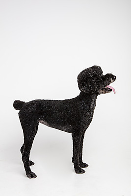 포토 JPG 스튜디오촬영 동물 한마리 응시 반려견 실내 서기 사람없음 옆모습 반려동물 귀여움 개 강아지 흰배경 반려 스탠다드푸들 국내포토 1 시선 뷰포인트 백그라운드 컨셉 포유류 모션 내부 흰색 푸들 파일형식