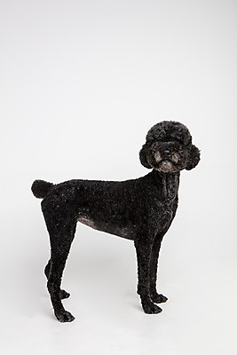 포토 JPG 스튜디오촬영 동물 한마리 응시 반려견 실내 서기 사람없음 옆모습 반려동물 귀여움 개 강아지 흰배경 반려 스탠다드푸들 국내포토 1 시선 뷰포인트 백그라운드 컨셉 포유류 모션 내부 흰색 푸들 파일형식