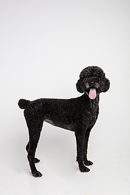 포토 JPG 스튜디오촬영 동물 한마리 응시 반려견 실내 서기 사람없음 옆모습 반려동물 귀여움 개 강아지 흰배경 반려 스탠다드푸들 국내포토 1 시선 뷰포인트 백그라운드 컨셉 포유류 모션 내부 흰색 푸들 파일형식