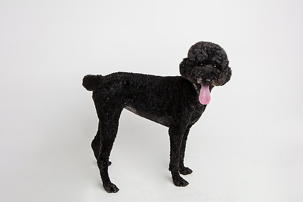 포토 JPG 스튜디오촬영 동물 한마리 응시 반려견 실내 서기 사람없음 옆모습 반려동물 귀여움 개 강아지 흰배경 반려 스탠다드푸들 국내포토 1 시선 뷰포인트 백그라운드 컨셉 포유류 모션 내부 흰색 푸들 파일형식