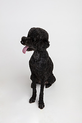 포토 JPG 스튜디오촬영 동물 한마리 반려견 실내 사람없음 앞모습 반려동물 귀여움 개 강아지 흰배경 반려 스탠다드푸들 국내포토 1 뷰포인트 백그라운드 컨셉 포유류 내부 흰색 푸들 파일형식