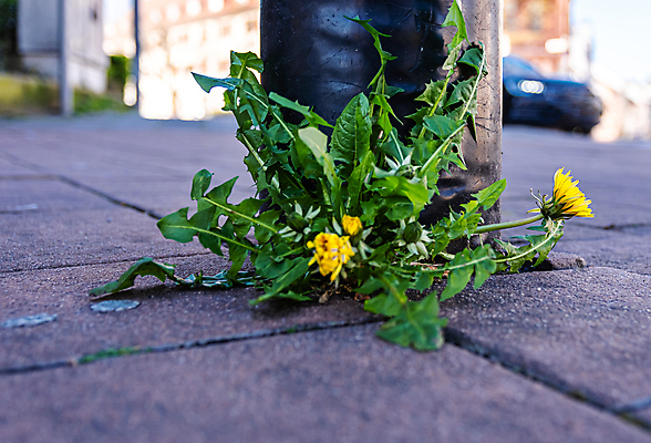 포토 JPG 해외이미지 식물 꽃 도로 줄기 잎 꽃무늬 자연 거리 씨앗 사람없음 초록색 빛 컬러풀 태양 노란색 평화 봄 활발 벚꽃 시골 등불 램프 민들레 그림 해외202009 해외포토 자연요소 계절 길 컬러 컨셉 무늬 교통시설 조명 생태계 파일형식