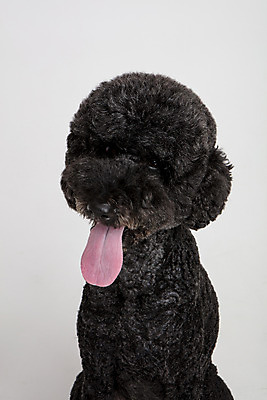 포토 JPG 스튜디오촬영 동물 한마리 반려견 실내 근접촬영 사람없음 앞모습 반려동물 귀여움 개 강아지 흰배경 반려 스탠다드푸들 국내포토 1 뷰포인트 백그라운드 컨셉 포유류 내부 흰색 푸들 파일형식