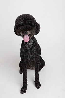 포토 JPG 스튜디오촬영 동물 한마리 반려견 실내 사람없음 앞모습 반려동물 귀여움 개 강아지 흰배경 반려 스탠다드푸들 국내포토 1 뷰포인트 백그라운드 컨셉 포유류 내부 흰색 푸들 파일형식