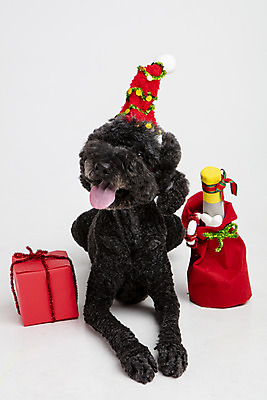 포토 JPG 스튜디오촬영 동물 한마리 반려견 엎드리기 크리스마스 산타모자 실내 선물 사람없음 앞모습 선물상자 반려동물 귀여움 개 강아지 흰배경 반려 스탠다드푸들 국내포토 모자_잡화 1 기념일 뷰포인트 백그라운드 컨셉 포유류 모션 내부 상자 흰색 푸들 파일형식