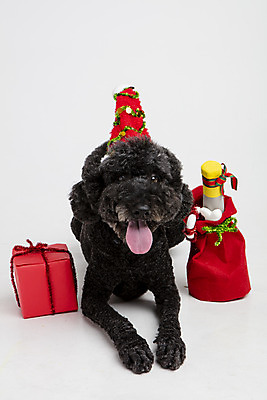 포토 JPG 스튜디오촬영 동물 한마리 반려견 엎드리기 크리스마스 산타모자 실내 선물 사람없음 앞모습 선물상자 반려동물 귀여움 개 강아지 흰배경 반려 스탠다드푸들 국내포토 모자_잡화 1 기념일 뷰포인트 백그라운드 컨셉 포유류 모션 내부 상자 흰색 푸들 파일형식