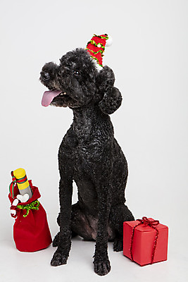 포토 JPG 스튜디오촬영 동물 한마리 반려견 크리스마스 산타모자 실내 선물 사람없음 앞모습 선물상자 반려동물 귀여움 개 강아지 흰배경 반려 스탠다드푸들 국내포토 모자_잡화 1 기념일 뷰포인트 백그라운드 컨셉 포유류 내부 상자 흰색 푸들 파일형식