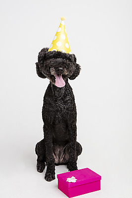 포토 JPG 스튜디오촬영 동물 한마리 반려견 실내 선물 사람없음 앞모습 반려동물 귀여움 생일 개 강아지 흰배경 반려 스탠다드푸들 국내포토 1 기념일 뷰포인트 백그라운드 컨셉 포유류 내부 흰색 푸들 파일형식