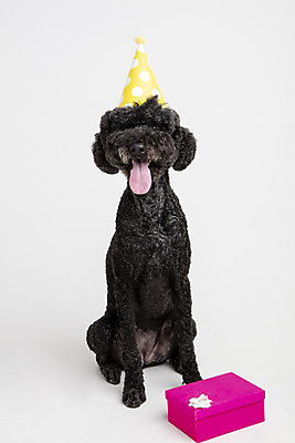 포토 JPG 스튜디오촬영 동물 한마리 반려견 실내 선물 사람없음 앞모습 반려동물 귀여움 생일 개 강아지 흰배경 반려 스탠다드푸들 국내포토 1 기념일 뷰포인트 백그라운드 컨셉 포유류 내부 흰색 푸들 파일형식