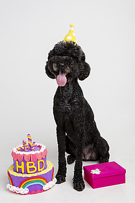 포토 JPG 스튜디오촬영 동물 한마리 반려견 실내 선물 사람없음 앞모습 반려동물 귀여움 케이크 생일 개 강아지 생일케이크 흰배경 반려 스탠다드푸들 국내포토 1 기념일 뷰포인트 백그라운드 컨셉 포유류 디저트 내부 흰색 푸들 파일형식