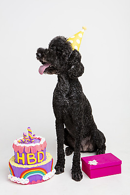 포토 JPG 스튜디오촬영 동물 한마리 반려견 실내 선물 사람없음 앞모습 반려동물 귀여움 케이크 생일 개 강아지 생일케이크 흰배경 반려 스탠다드푸들 국내포토 1 기념일 뷰포인트 백그라운드 컨셉 포유류 디저트 내부 흰색 푸들 파일형식