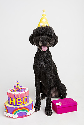 포토 JPG 스튜디오촬영 동물 한마리 반려견 실내 선물 사람없음 앞모습 반려동물 귀여움 케이크 생일 개 강아지 생일케이크 흰배경 반려 스탠다드푸들 국내포토 1 기념일 뷰포인트 백그라운드 컨셉 포유류 디저트 내부 흰색 푸들 파일형식