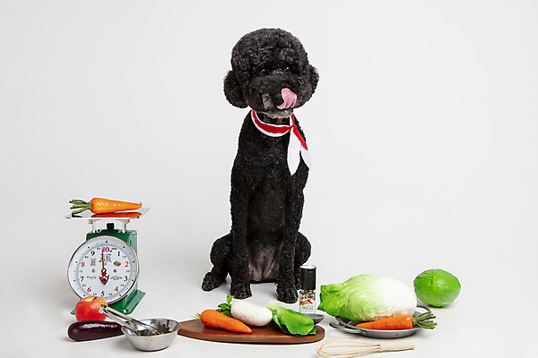 포토 JPG 스튜디오촬영 동물 한마리 반려견 채소 고추 놀이 주방용품 가지 도마 실내 저울 사람없음 앞모습 반려동물 장난감 모형 귀여움 당근 개 강아지 사과 무 배추 흰배경 양배추 반려 스탠다드푸들 국내포토 1 뷰포인트 생활용품 백그라운드 컨셉 과일 포유류 뿌리채소 내부 흰색 푸들 파일형식