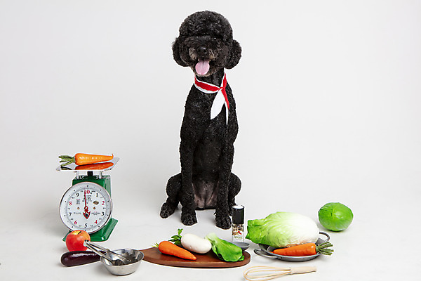 포토 JPG 스튜디오촬영 동물 한마리 반려견 채소 고추 놀이 주방용품 가지 도마 실내 저울 사람없음 앞모습 반려동물 장난감 모형 귀여움 당근 개 강아지 사과 무 배추 흰배경 양배추 반려 스탠다드푸들 국내포토 1 뷰포인트 생활용품 백그라운드 컨셉 과일 포유류 뿌리채소 내부 흰색 푸들 파일형식