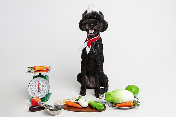 포토 JPG 스튜디오촬영 동물 한마리 반려견 채소 고추 놀이 주방용품 가지 도마 실내 요리사모자 저울 사람없음 앞모습 반려동물 장난감 모형 귀여움 당근 개 강아지 사과 무 배추 흰배경 양배추 반려 스탠다드푸들 국내포토 모자_잡화 1 뷰포인트 생활용품 백그라운드 컨셉 과일 포유류 뿌리채소 내부 요리사 흰색 푸들 파일형식