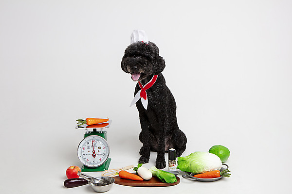 포토 JPG 스튜디오촬영 동물 한마리 반려견 채소 고추 놀이 주방용품 가지 도마 실내 요리사모자 저울 사람없음 앞모습 반려동물 장난감 모형 귀여움 당근 개 강아지 사과 무 배추 흰배경 양배추 반려 스탠다드푸들 국내포토 모자_잡화 1 뷰포인트 생활용품 백그라운드 컨셉 과일 포유류 뿌리채소 내부 요리사 흰색 푸들 파일형식