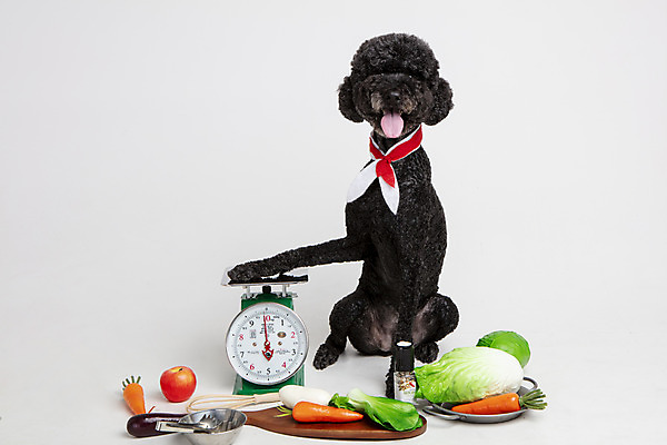 포토 JPG 스튜디오촬영 동물 한마리 반려견 채소 고추 놀이 주방용품 가지 도마 실내 저울 사람없음 앞모습 반려동물 장난감 모형 귀여움 당근 개 강아지 사과 무 배추 흰배경 양배추 반려 스탠다드푸들 국내포토 1 뷰포인트 생활용품 백그라운드 컨셉 과일 포유류 뿌리채소 내부 흰색 푸들 파일형식