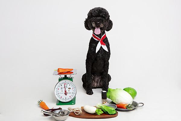 포토 JPG 스튜디오촬영 동물 한마리 반려견 채소 고추 놀이 주방용품 가지 도마 실내 저울 사람없음 앞모습 반려동물 장난감 모형 귀여움 당근 개 강아지 사과 무 배추 흰배경 양배추 반려 스탠다드푸들 국내포토 1 뷰포인트 생활용품 백그라운드 컨셉 과일 포유류 뿌리채소 내부 흰색 푸들 파일형식