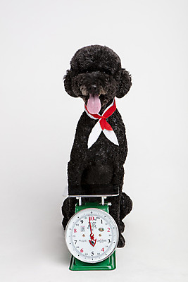 포토 JPG 스튜디오촬영 동물 한마리 반려견 놀이 실내 저울 사람없음 앞모습 반려동물 장난감 귀여움 개 강아지 흰배경 반려 스탠다드푸들 국내포토 1 뷰포인트 백그라운드 컨셉 포유류 내부 흰색 푸들 파일형식