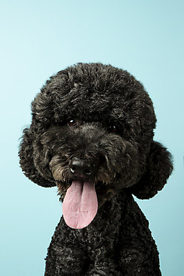 포토 JPG 스튜디오촬영 동물 한마리 반려견 실내 근접촬영 사람없음 앞모습 반려동물 귀여움 개 강아지 파란배경 반려 스탠다드푸들 국내포토 1 뷰포인트 백그라운드 컨셉 포유류 내부 파란색 푸들 파일형식