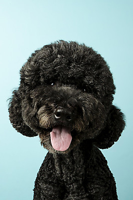 포토 JPG 스튜디오촬영 동물 한마리 반려견 실내 근접촬영 사람없음 앞모습 반려동물 귀여움 개 강아지 파란배경 반려 스탠다드푸들 국내포토 1 뷰포인트 백그라운드 컨셉 포유류 내부 파란색 푸들 파일형식