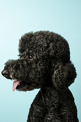 포토 JPG 스튜디오촬영 동물 한마리 응시 반려견 실내 근접촬영 사람없음 옆모습 반려동물 귀여움 개 강아지 파란배경 반려 스탠다드푸들 국내포토 1 시선 뷰포인트 백그라운드 컨셉 포유류 내부 파란색 푸들 파일형식