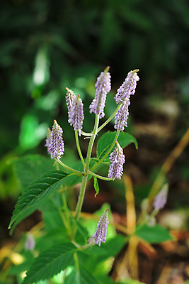포토 JPG 해외이미지 식물 계절 꽃 여행 백그라운드 잎 태국 자연 아침 추상 휴가 산 풍경 사람없음 야외 초록색 여름 햇빛 태양 노란색 정원 검은색 봄 성장 벚꽃 흰색 신선 숲 내추럴 해외202009 해외포토 주간 자연요소 아시아 컬러 무늬 생태계 파일형식