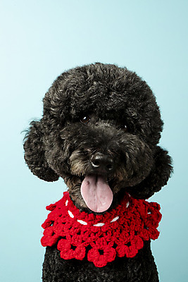 포토 JPG 스튜디오촬영 동물 한마리 반려견 실내 근접촬영 사람없음 앞모습 반려동물 귀여움 개 강아지 파란배경 반려 스탠다드푸들 국내포토 1 뷰포인트 백그라운드 컨셉 포유류 내부 파란색 푸들 파일형식