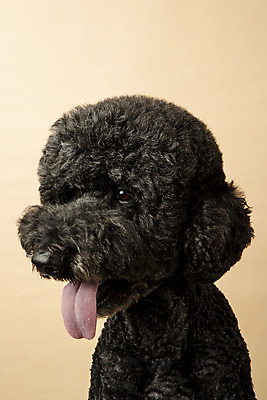 포토 JPG 스튜디오촬영 동물 한마리 반려견 실내 근접촬영 사람없음 앞모습 반려동물 귀여움 개 강아지 반려 베이지색배경 스탠다드푸들 국내포토 1 뷰포인트 백그라운드 컨셉 포유류 내부 푸들 베이지색 파일형식