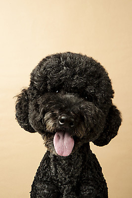 포토 JPG 스튜디오촬영 동물 한마리 반려견 실내 근접촬영 사람없음 앞모습 반려동물 귀여움 개 강아지 반려 베이지색배경 스탠다드푸들 국내포토 1 뷰포인트 백그라운드 컨셉 포유류 내부 푸들 베이지색 파일형식