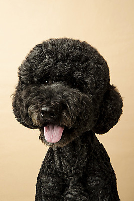 포토 JPG 스튜디오촬영 동물 한마리 반려견 실내 근접촬영 사람없음 앞모습 반려동물 귀여움 개 강아지 반려 베이지색배경 스탠다드푸들 국내포토 1 뷰포인트 백그라운드 컨셉 포유류 내부 푸들 베이지색 파일형식