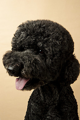 포토 JPG 스튜디오촬영 동물 한마리 반려견 실내 근접촬영 사람없음 앞모습 반려동물 귀여움 개 강아지 반려 베이지색배경 스탠다드푸들 국내포토 1 뷰포인트 백그라운드 컨셉 포유류 내부 푸들 베이지색 파일형식