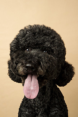 포토 JPG 스튜디오촬영 동물 한마리 반려견 실내 근접촬영 사람없음 앞모습 반려동물 귀여움 개 강아지 반려 베이지색배경 스탠다드푸들 국내포토 1 뷰포인트 백그라운드 컨셉 포유류 내부 푸들 베이지색 파일형식