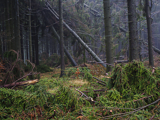 포토 JPG 해외이미지 나무 자연 바람 날씨 풍경 사람없음 야외 목재 초록색 환경 손상 안개 소나무 떨어짐 숲 위험 뿌리 폭풍 침엽수 잡동사니 내추럴 깨짐 벌목 삼림지대 생태학 수목 재앙 가문비나무 해외202009 해외포토 자연요소 식물 교육 컬러 컨셉 재료 생태계 파일형식