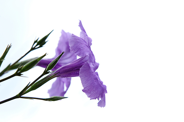 포토 JPG 해외이미지 식물 계절 공원 꽃잎 꽃 백그라운드 잎 꽃무늬 자연 사람없음 야외 장식 초록색 파란색 컬러풀 환경 정원 보라색 봄 성장 벚꽃 신선 개화 제비꽃 원예 상록수 내추럴 블루벨 영원 피튜니아 해외202009 해외포토 공공시설 컬러 무늬 취미 생태계 파일형식