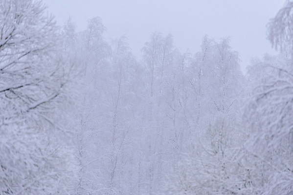 포토 JPG 해외이미지 나무 계절 꽃 도로 백그라운드 크리스마스 겨울 패턴 자연 하늘 아침 날씨 휴가 새로움 산 핀란드 풍경 사람없음 야외 목재 파란색 일출 환경 보라색 냉동 얼음 추위 흰색 나뭇가지 소나무 숲 큼 자주색 12월 연도 서리 장면 전나무 눈보라 나쁜 폭설 눈내림 해외202009 해외포토 주간 자연요소 식물 기념일 길 컬러 컨셉 무늬 재료 교통시설 눈_날씨 북유럽 노을 날짜 크기 자연재해 생태계 파일형식