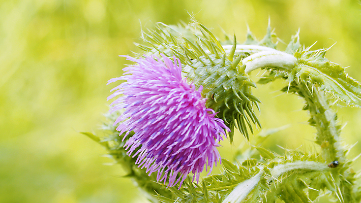 포토 JPG 해외이미지 식물 꽃 줄기 백그라운드 잎 모션 자연 바람 풍경 잔디 초원 사람없음 야외 초록색 여름 태양 카메라 환경 맑음 성장 시골 닫기 불기 허브 제비꽃 묘사 질감 라일락 내추럴 해외202009 해외포토 자연요소 계절 컬러 날씨 전자제품 생태계 파일형식
