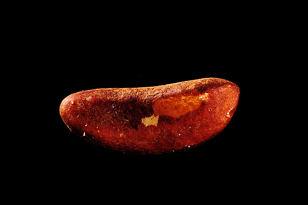 포토 JPG 해외이미지 음식 백그라운드 다이어트 과일 재료 건조 건강 요리 씨앗 사람없음 갈색 검은색 견과류 흰색 신선 먹기 유기농 알맹이 날것 브라질 내추럴 고립 단백질 식용 이국적 채식주의자 브라질사람 맛있는 해외202009 깎기 해외포토 식물 웰빙 컬러 모션 남아메리카 채식 영양소 파일형식