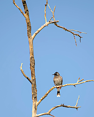 포토 JPG 해외이미지 나무 아시아 야생동물 백그라운드 자연 조류 하늘 3 동양인 사람없음 빨간색 초록색 컬러풀 갈색 머리 검은색 흰색 나뭇가지 그룹 보호 깃털 싱글 부리 향나무 해외202009 해외포토 식물 동물 나라 컬러 컨셉 인종 신체부위 생태계 파일형식