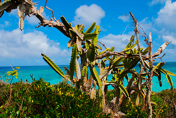 포토 JPG 해외이미지 유럽 파도 바다 섬 여행 백그라운드 자연 하늘 휴가 산 선인장 파노라마 풍경 사람없음 초록색 물 여름 파란색 태양 맑음 침묵 봄 바위 흰색 만 스페인 장면 쿠바 스페인어 터키석 파라다이스 해외202009 해외포토 자연요소 식물 계절 나라 컬러 날씨 촬영기법 소리 돌_바위 중앙아메리카 보석 생태계 파일형식