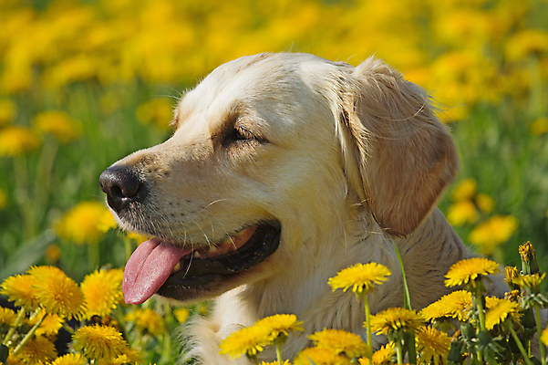 포토 JPG 해외이미지 식물 동물 계절 꽃 행복 밭 포유류 자연 휴가 부활절 풍경 이벤트 초원 사람없음 야외 초록색 반려동물 금발 햇빛 노란색 봄 활발 황금 선택 개 리트리버 민들레 가득함 길이 타입 송곳니 거짓말 기르기 땅바닥 해외202009 해외포토 헤어스타일 기념일 감정 컬러 컨셉 농업 바닥 태양 치아 생태계 돌봄 파일형식