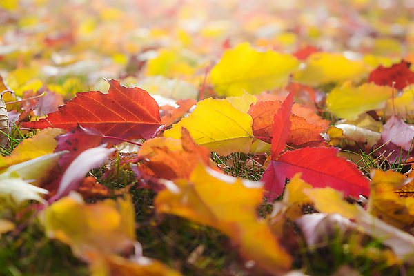 포토 JPG 해외이미지 식물 계절 백그라운드 단풍 낙엽 잎 오렌지 자연 건조 사람없음 빨간색 초록색 컬러풀 갈색 노란색 가을 황금 9월 11월 자연백그라운드 10월 내추럴 해외202009 해외포토 컬러 과일 날짜 생태계 파일형식