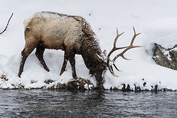 포토 JPG 해외이미지 동물 남자 야생동물 북아메리카 겨울 포유류 국립공원 사람없음 강 미국 방목 트로피 황소 엘크 와이오밍 해외202009 해외포토 계절 공원 아메리카 사람 소 축산업 상_우승 파일형식