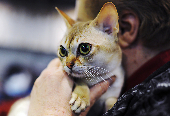 포토 JPG 해외이미지 동물 얼굴 백그라운드 자연 주택 건강 동양인 사람없음 야외 빨간색 초록색 검은색 고양이 달콤 고립 공격적 해외202009 해외포토 컬러 컨셉 포유류 인종 건물 신체부위 반려동물 맛 생태계 파일형식