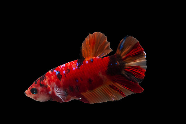 포토 JPG 해외이미지 동물 파도 백그라운드 이동 오렌지 모션 태국 자연 벽지 불 어류 미술 사람없음 장식 물 파란색 반려동물 컬러풀 검은색 수중 수영 희망 힘 흰색 고급 우아함 꼬리 싸움 지느러미 수족관 강렬 고립 공격적 멀티 이국적 해외202009 해외포토 자연요소 감정 아시아 바다 컬러 컨셉 과일 문화예술 수중동물 수상스포츠 생태계 파일형식